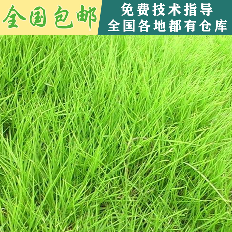 江西南昌基地直發(fā)結縷草種子江西南昌草籽進口草坪種子庭院護坡耐踐踏草籽批發(fā) 結縷草種子