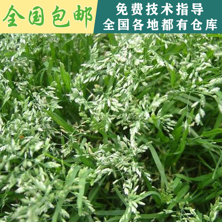 江西南昌基地直發(fā)紅三葉種子江西南昌白三葉草籽進口草坪種子庭院護坡耐踐踏草籽批發(fā) 早熟禾種子