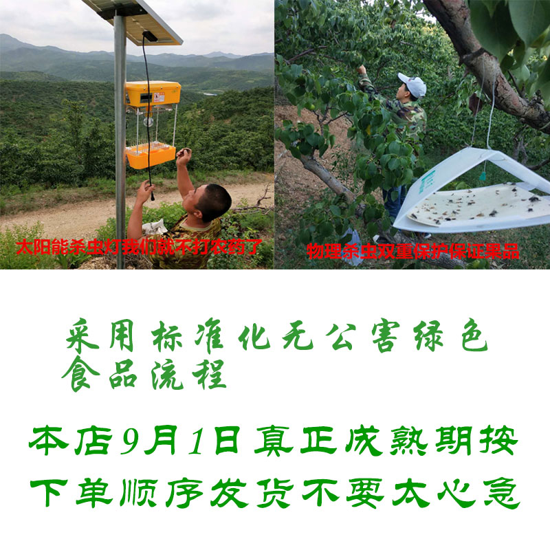 南果梨供應(yīng)，南果梨批發(fā)，南果梨價