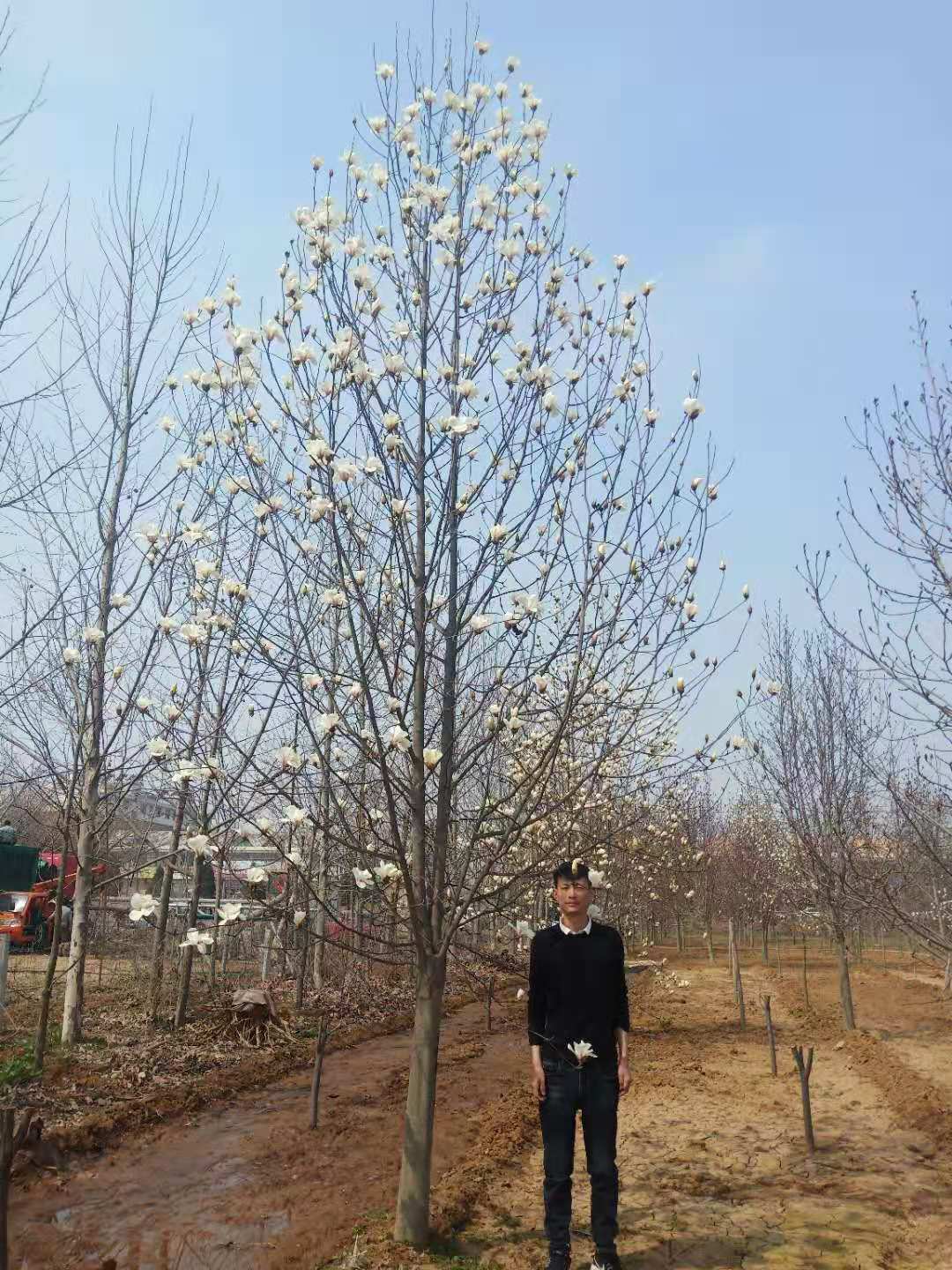 山東白玉蘭基地直銷、批發(fā)、產(chǎn)地出售、價(jià)格【邳州市銀杏森林苗圃場總部】