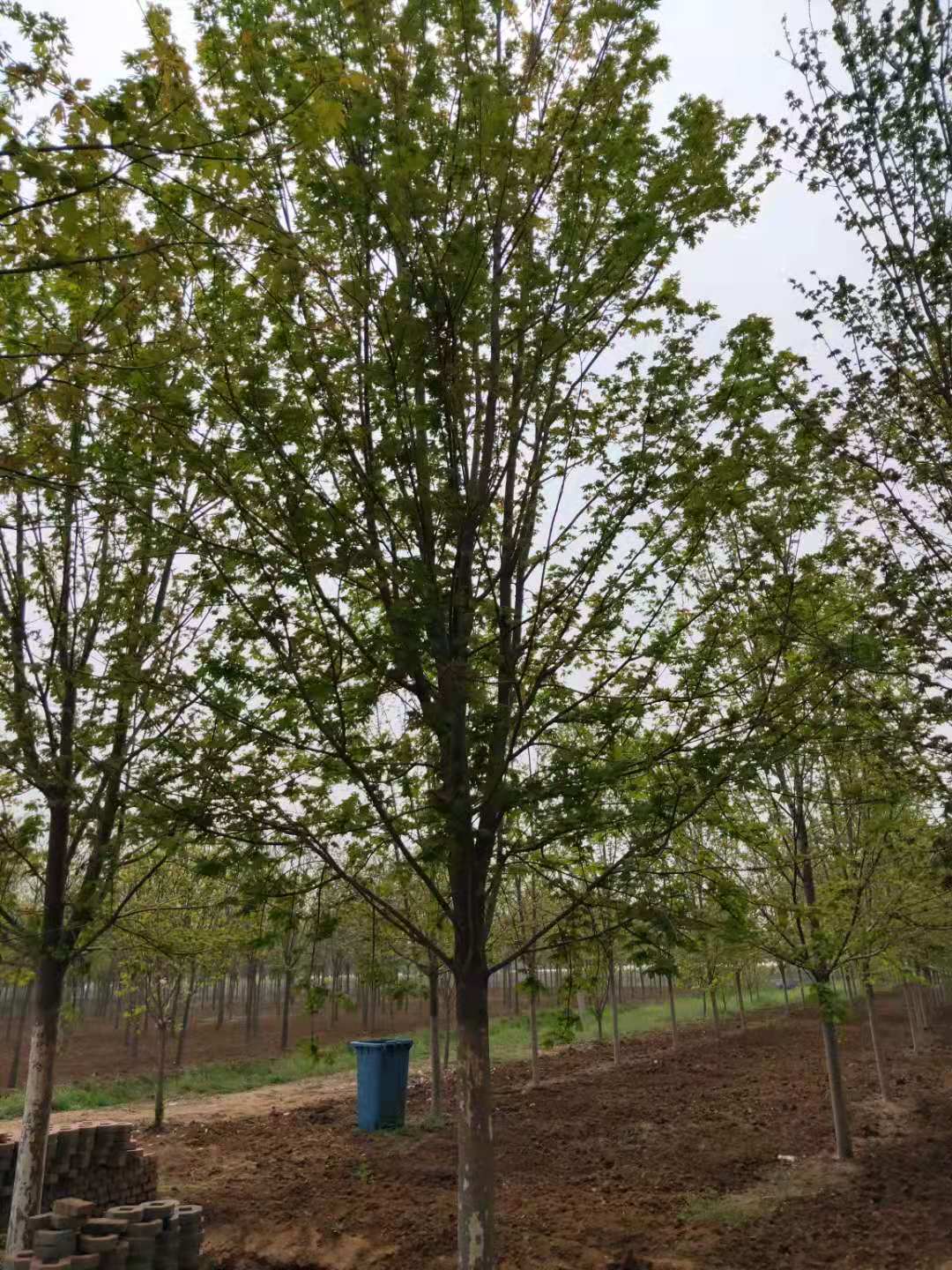 揭秘：上海美國紅楓 上海美國紅楓種植基地-邳州市銀杏森林苗圃場總部