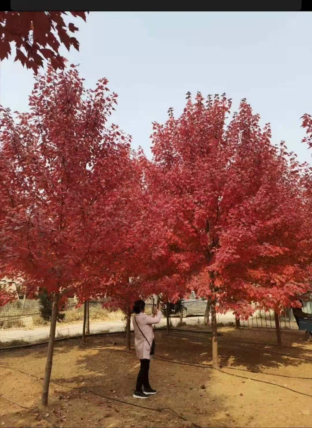 河南美國(guó)紅楓，河南美國(guó)紅楓批發(fā)，河南美國(guó)紅楓多少錢(qián)