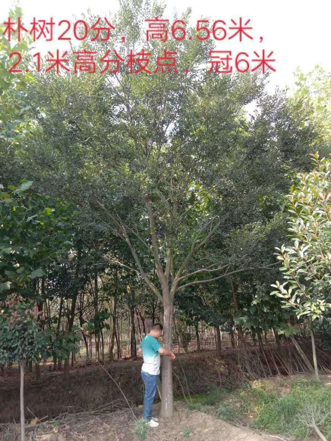 江蘇樸樹(shù)批發(fā)_江蘇樸樹(shù)價(jià)格_江蘇樸樹(shù)苗木基地
