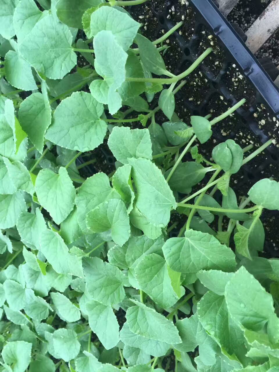 羊角蜜甜瓜種苗 博洋系列甜瓜 博洋61 博洋9甜瓜苗 薄皮甜瓜種苗