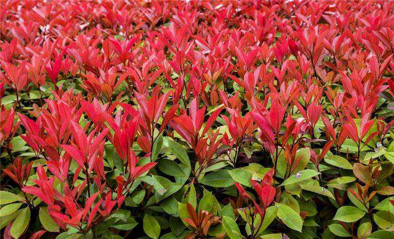 湖南紅葉石楠樹價格、種植園、批發(fā)【湖南岳陽苗木】