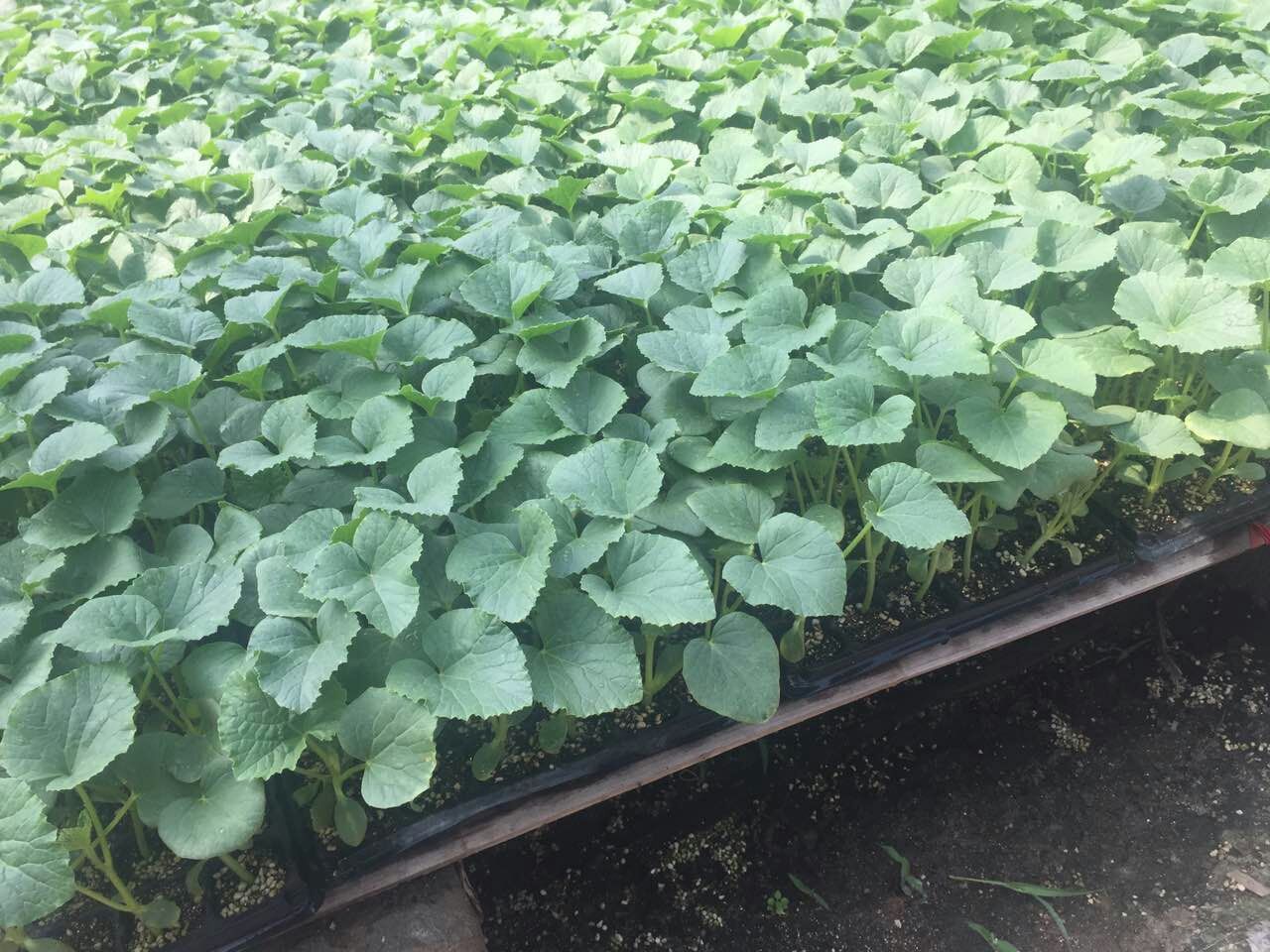 羊角蜜甜瓜種苗 博洋系列甜瓜 博洋61 博洋9甜瓜苗 薄皮甜瓜種苗