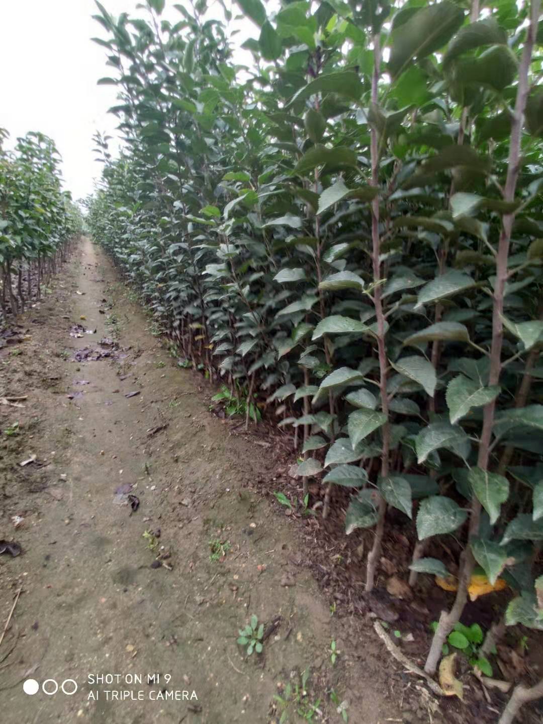 山東泰安@ 0-50公分蘋果樹苗@青藤苗木經營中心