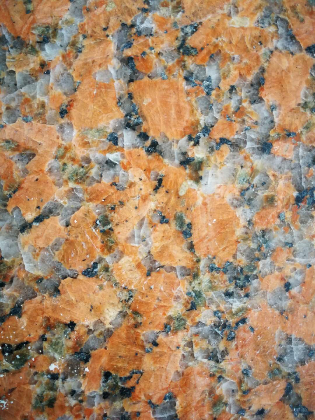 楓葉紅廠家  楓葉紅哪家好  楓葉紅廠家直銷