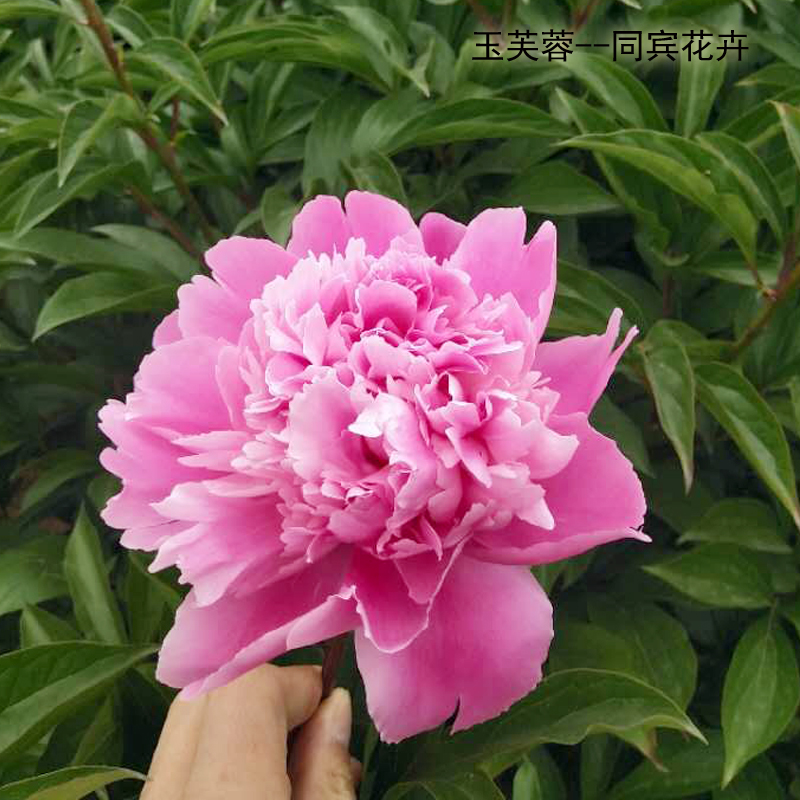 鮮花五月花神芍藥鮮切花牡丹鮮花苗木庭院進(jìn)口品種國(guó)內(nèi)易活插花