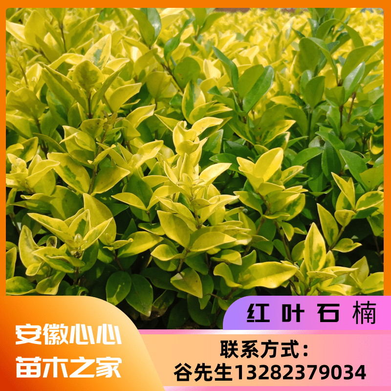 【真不錯(cuò)】臨泉紅葉石楠苗，紅葉石楠苗基地，紅葉石楠苗多少錢