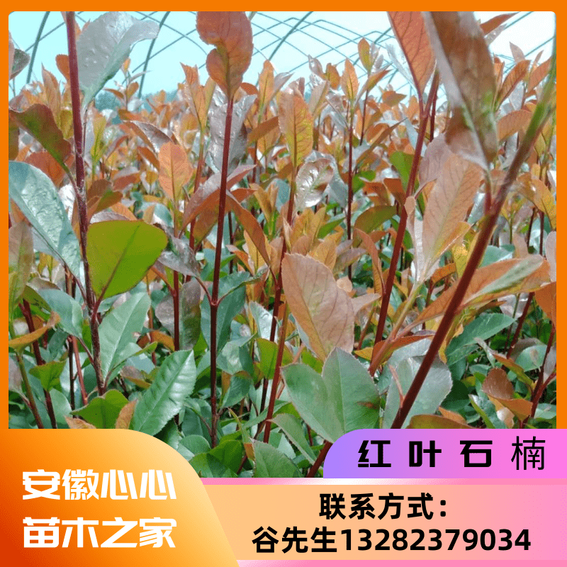 【真不錯(cuò)】安徽綠化紅葉石楠苗，紅葉石楠苗種植商，紅葉石楠苗價(jià)格