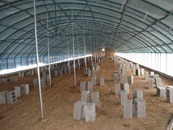 遼寧種植大棚養(yǎng)殖大棚生產(chǎn)建造