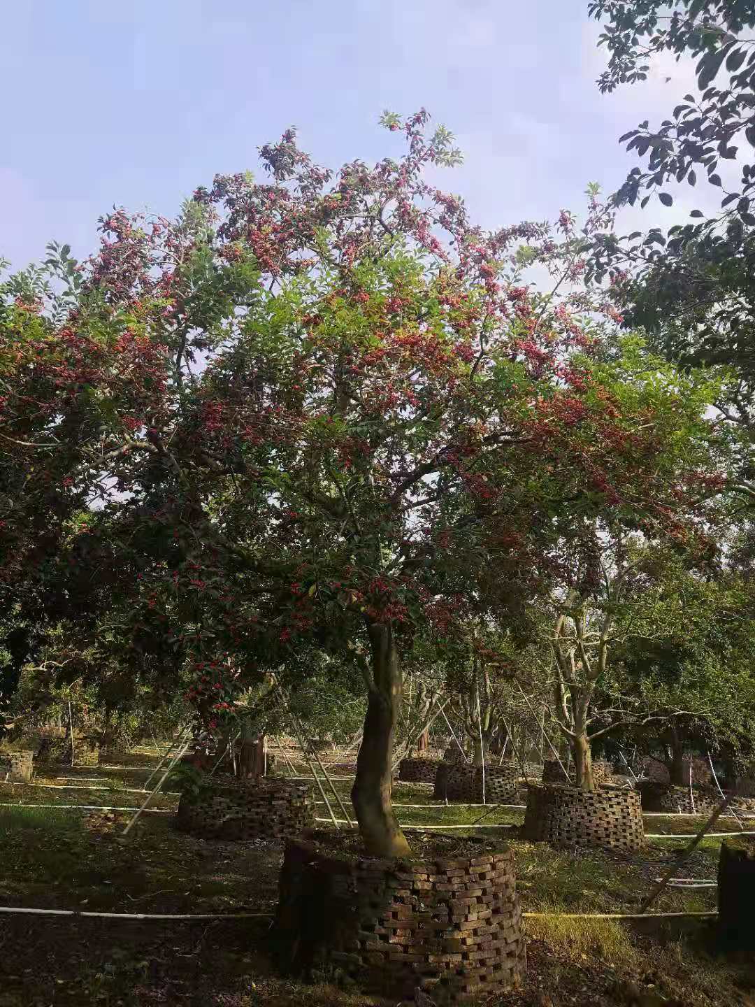 紅果冬青桂花種植基地直銷批發(fā)供應(yīng)報價電話
