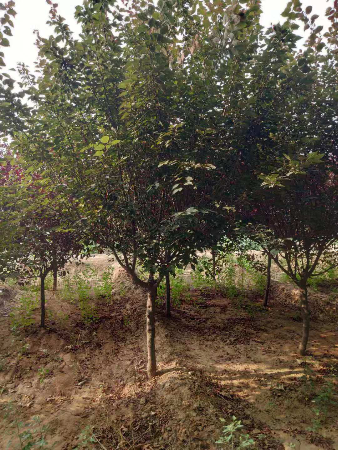 山東泰安@ 0-50公分美人梅@青藤苗木經(jīng)營中心