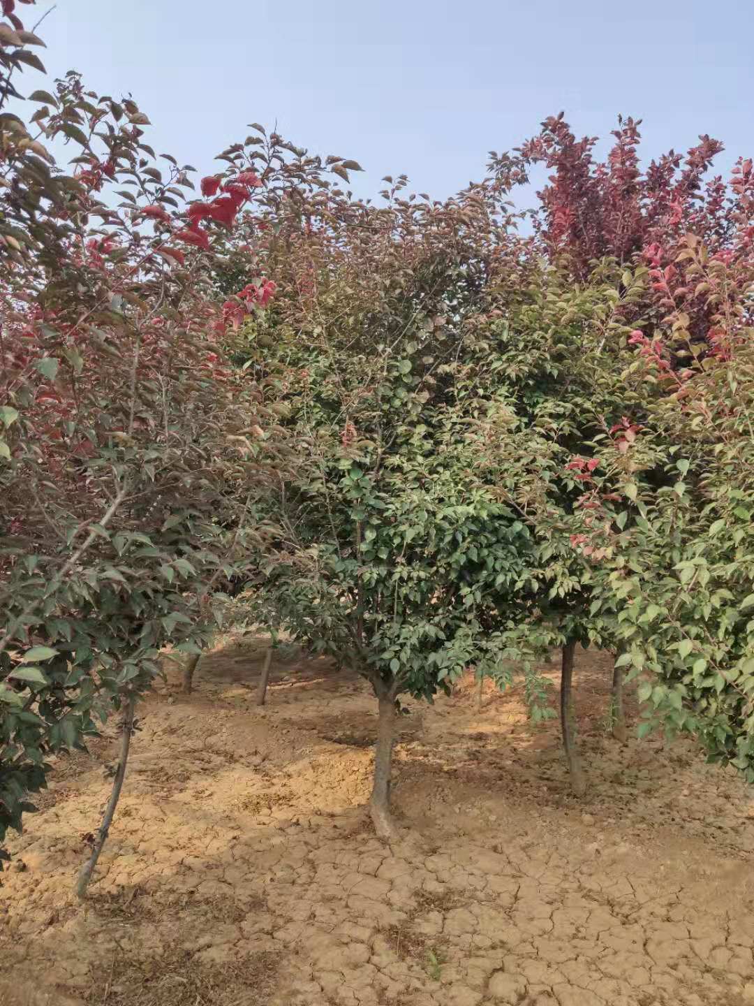 山東泰安@ 0-50公分美人梅@青藤苗木經(jīng)營中心