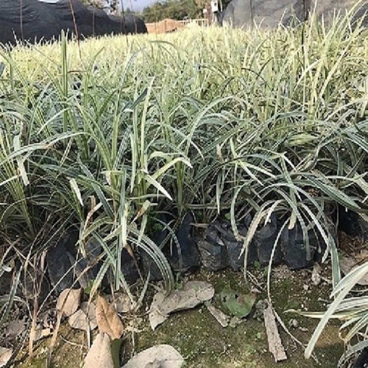 苗木基地直銷(xiāo)金邊沿階草袋苗基地直批常綠地被植物