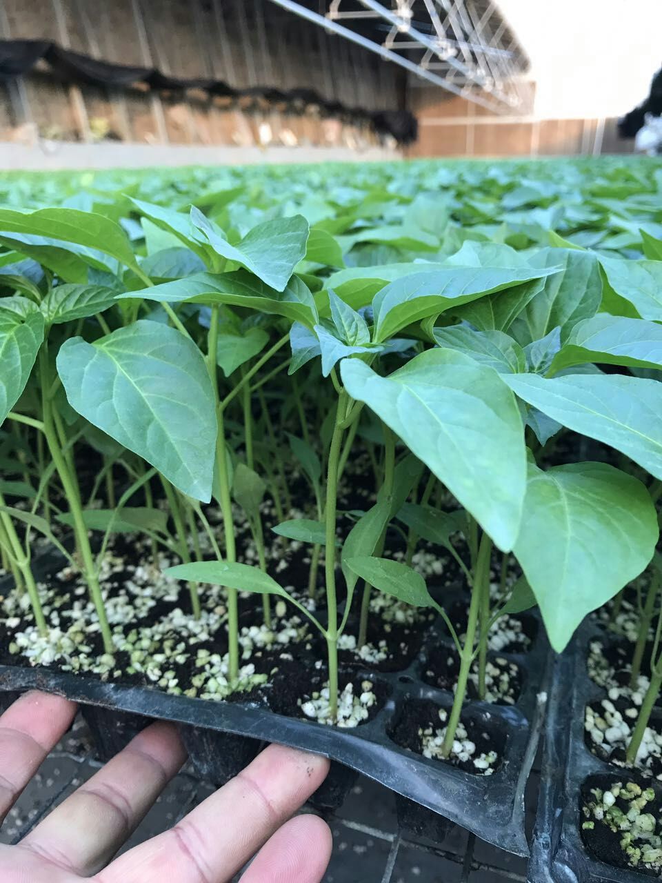 尖椒苗，辣椒種苗，螺絲椒，線椒苗，抗病毒，高產(chǎn)，耐寒，育苗基地批發(fā)價(jià)格，全國(guó)速發(fā)