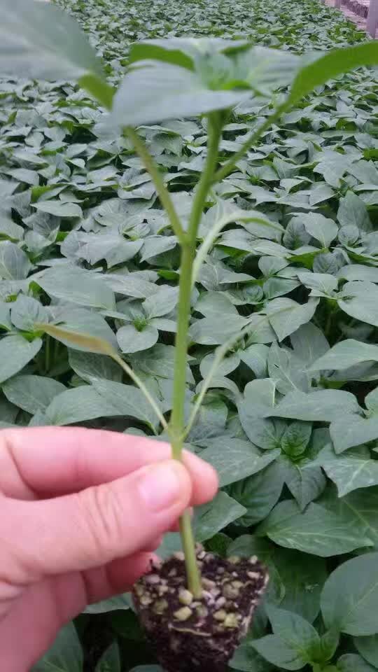 彩椒苗，皺皮辣椒苗 山東薄皮辣椒苗 線椒苗 螺絲椒苗 高產(chǎn)抗病辣椒苗苗廠直發(fā)