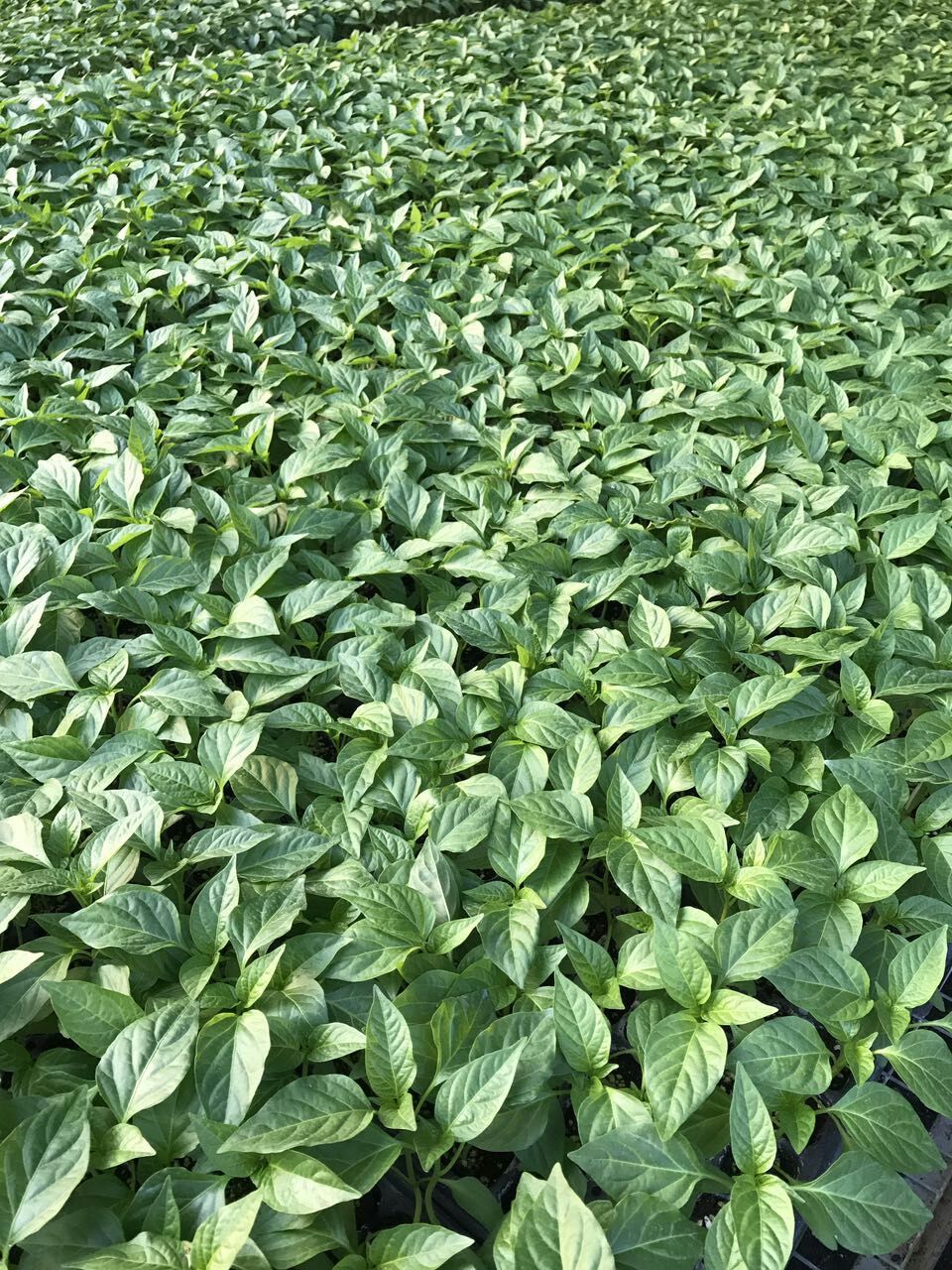 彩椒苗，皺皮辣椒苗 山東薄皮辣椒苗 線椒苗 螺絲椒苗 高產(chǎn)抗病辣椒苗苗廠直發(fā)