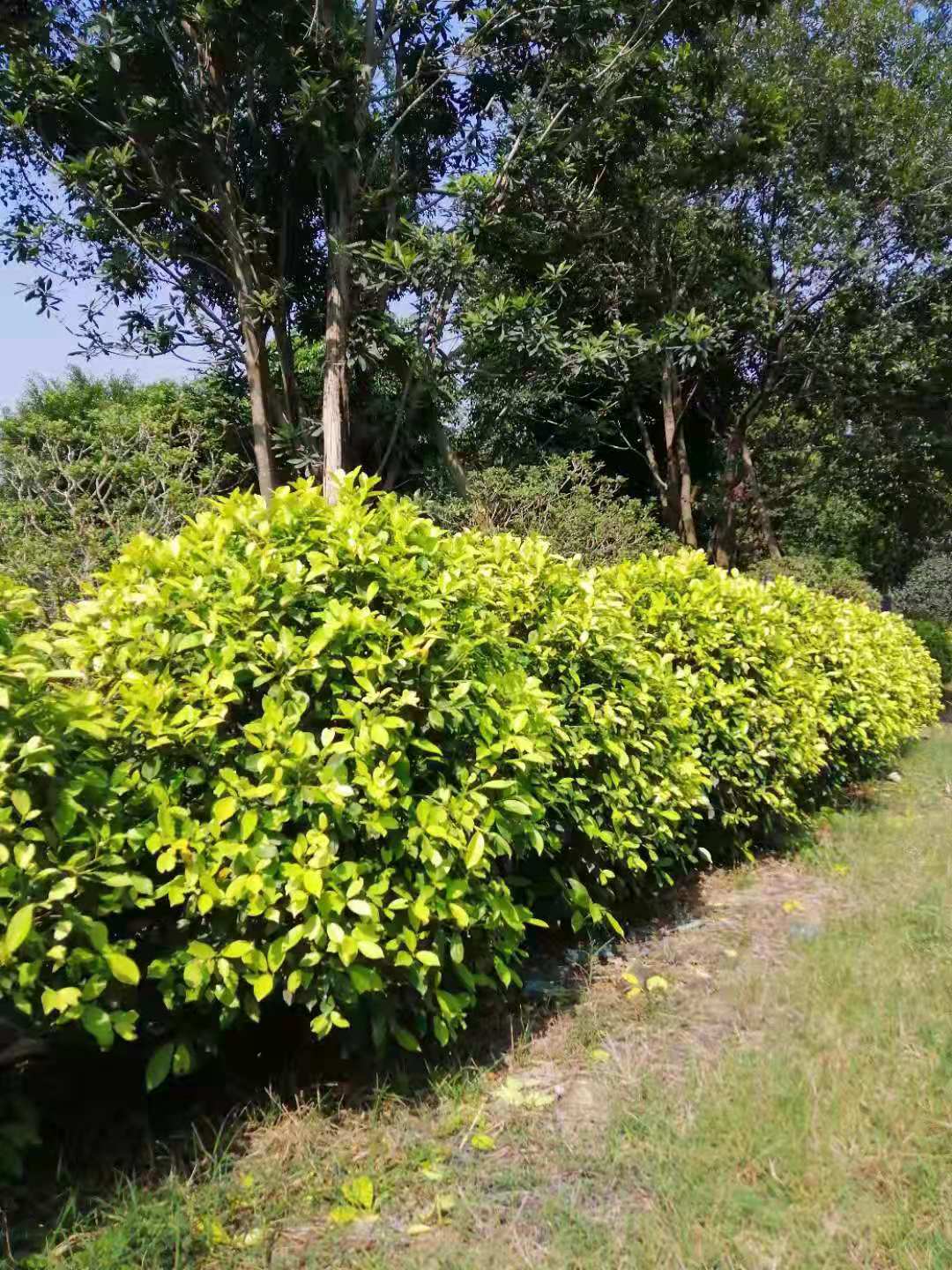 四川黃金榕球基地直銷、批發(fā)、價(jià)格、 大量供應(yīng)【名楊花場(chǎng)基地】