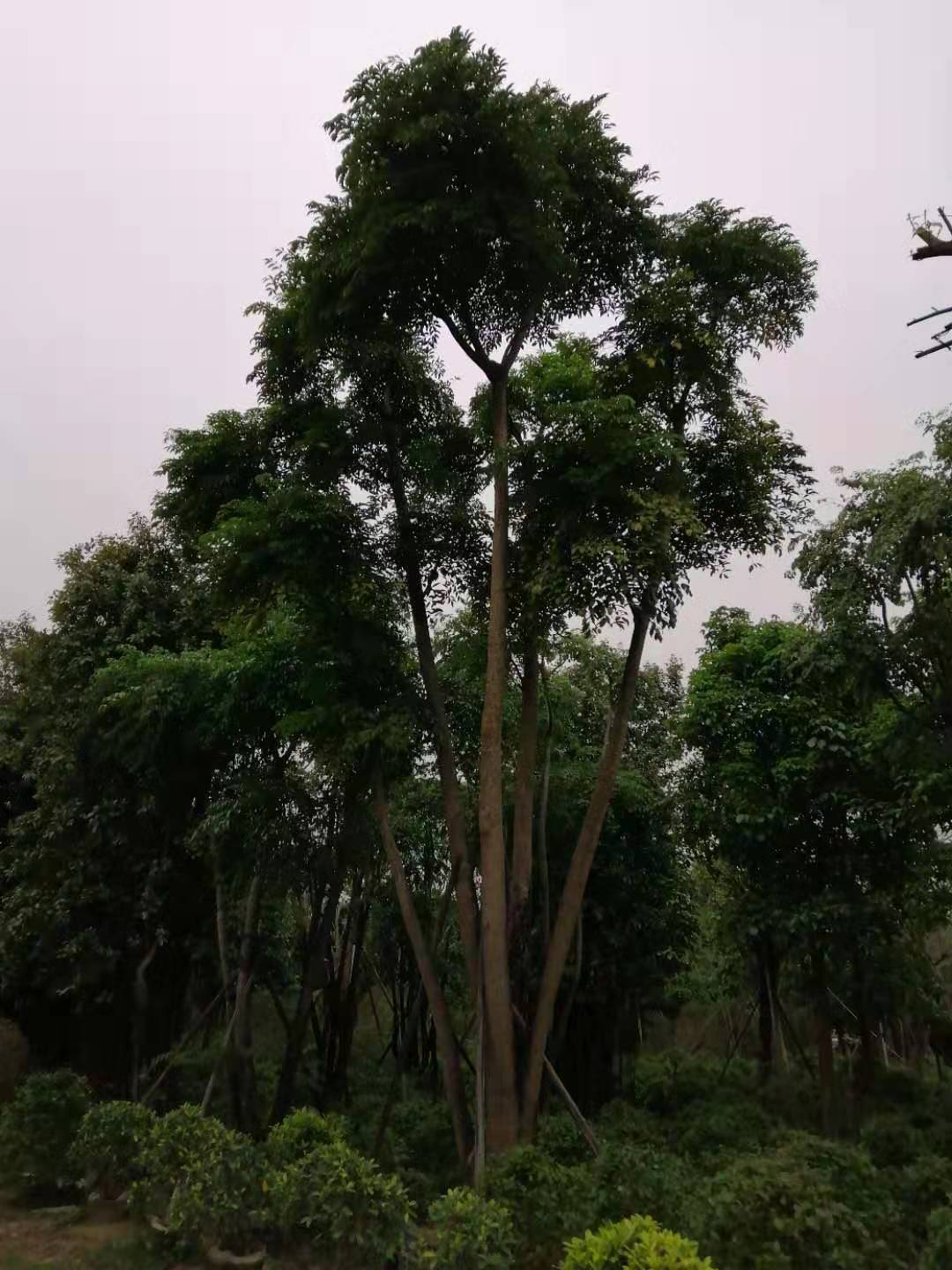 湖南16一40分晁傘楓基地直銷、批發(fā)、價(jià)格、 大量供應(yīng)【名楊花場基地】