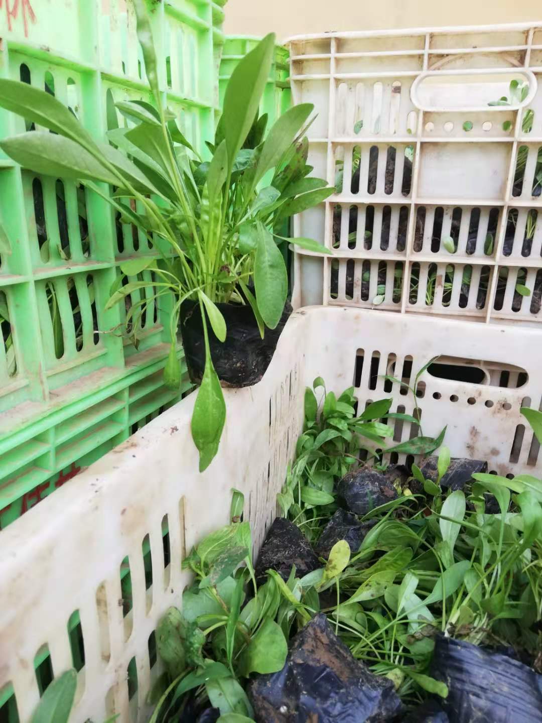 真不錯(cuò)！山東金雞菊  金雞菊基地直銷批發(fā)價(jià)格-青州市沐輝園藝有限公司