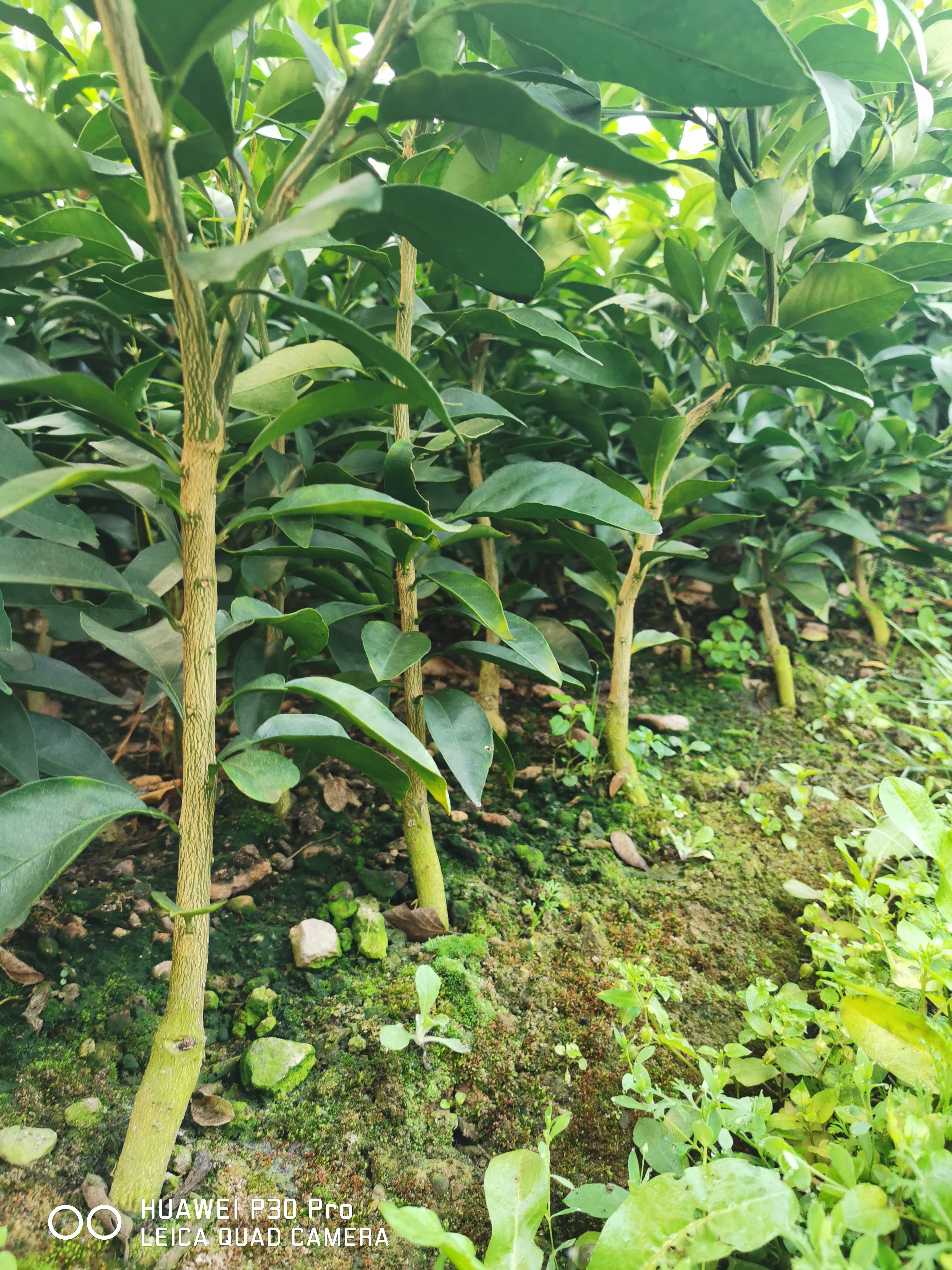 甘平批發(fā)-價格-哪家好 甘平批發(fā)基地