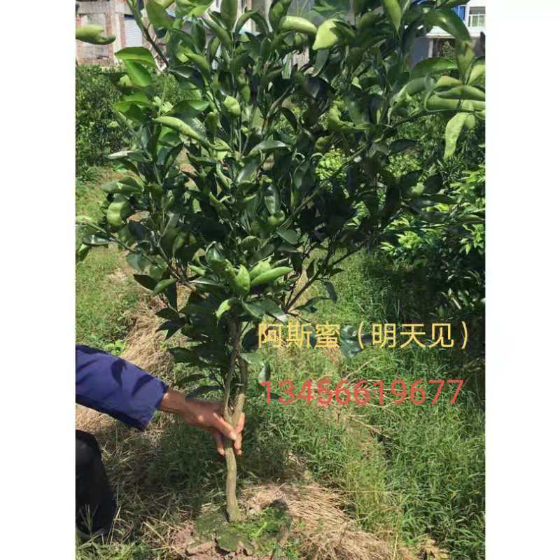 甘平批發(fā)-價格-哪家好 甘平批發(fā)基地