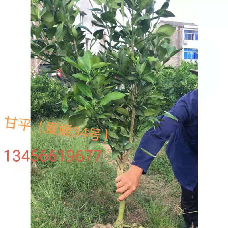 甘平批發(fā)-價格-哪家好