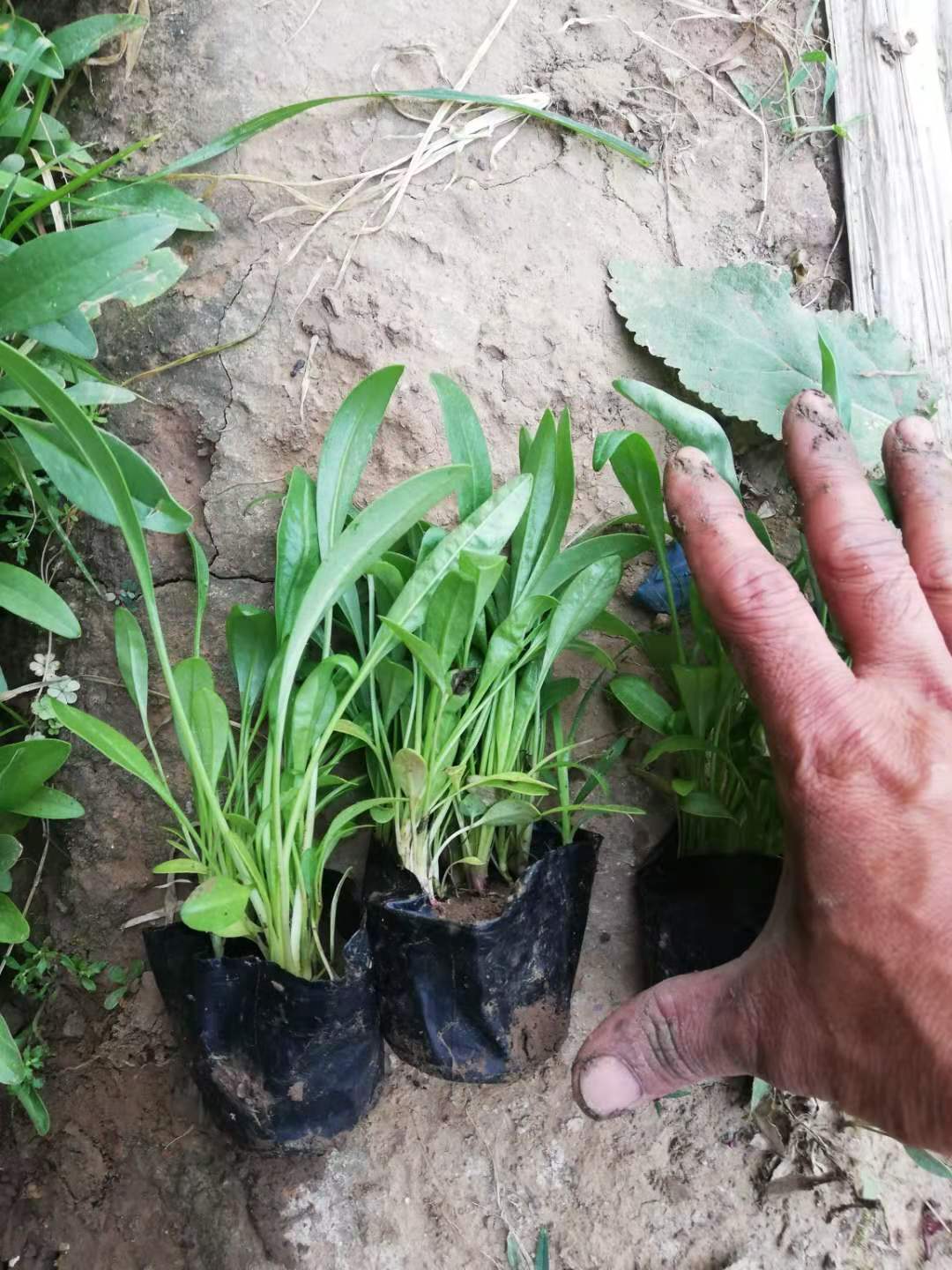 真不錯(cuò)！山東金雞菊  金雞菊基地直銷批發(fā)價(jià)格-青州市沐輝園藝有限公司