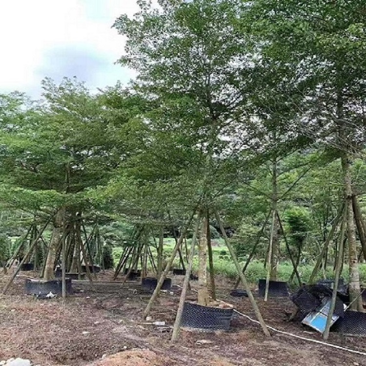 小葉欖仁批發(fā)基地品種規(guī)格齊全大量供應(yīng)