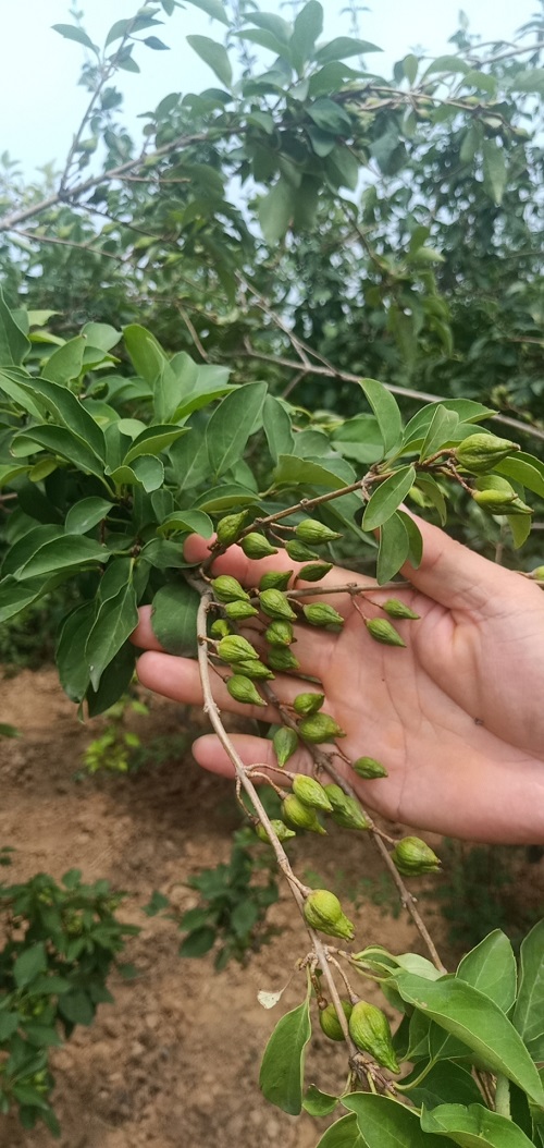 高產(chǎn)藥用連翹苗基地-兩年藥用連翹
