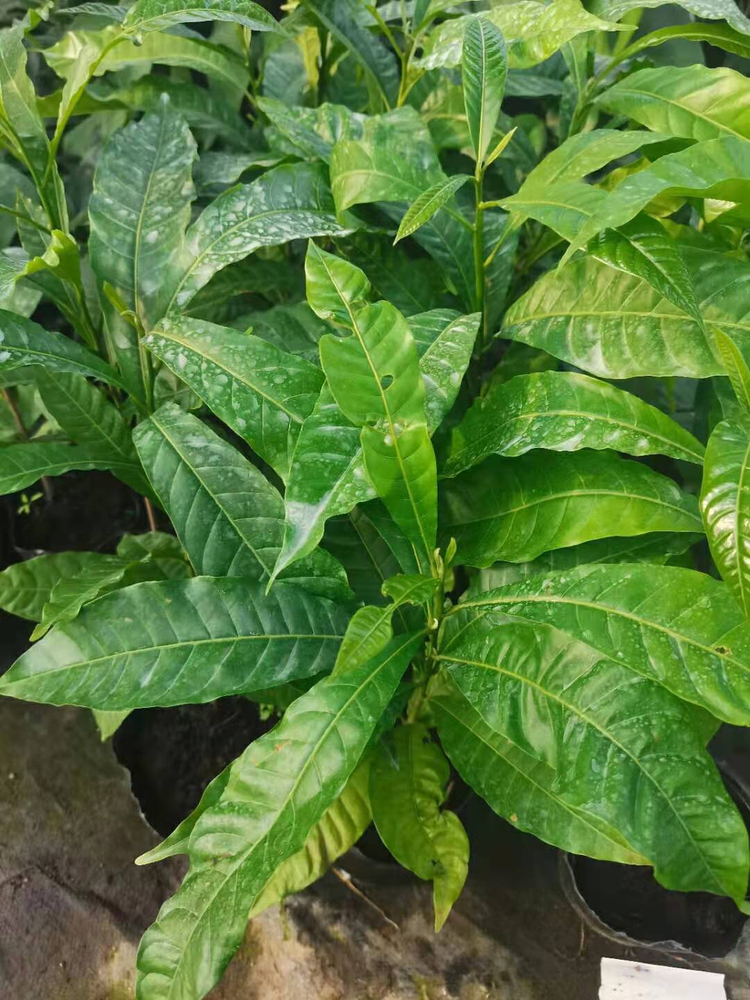 黃晶果種植基地、大量供應(yīng)、銷售【佛山市南海區(qū)綠之藝種植場】