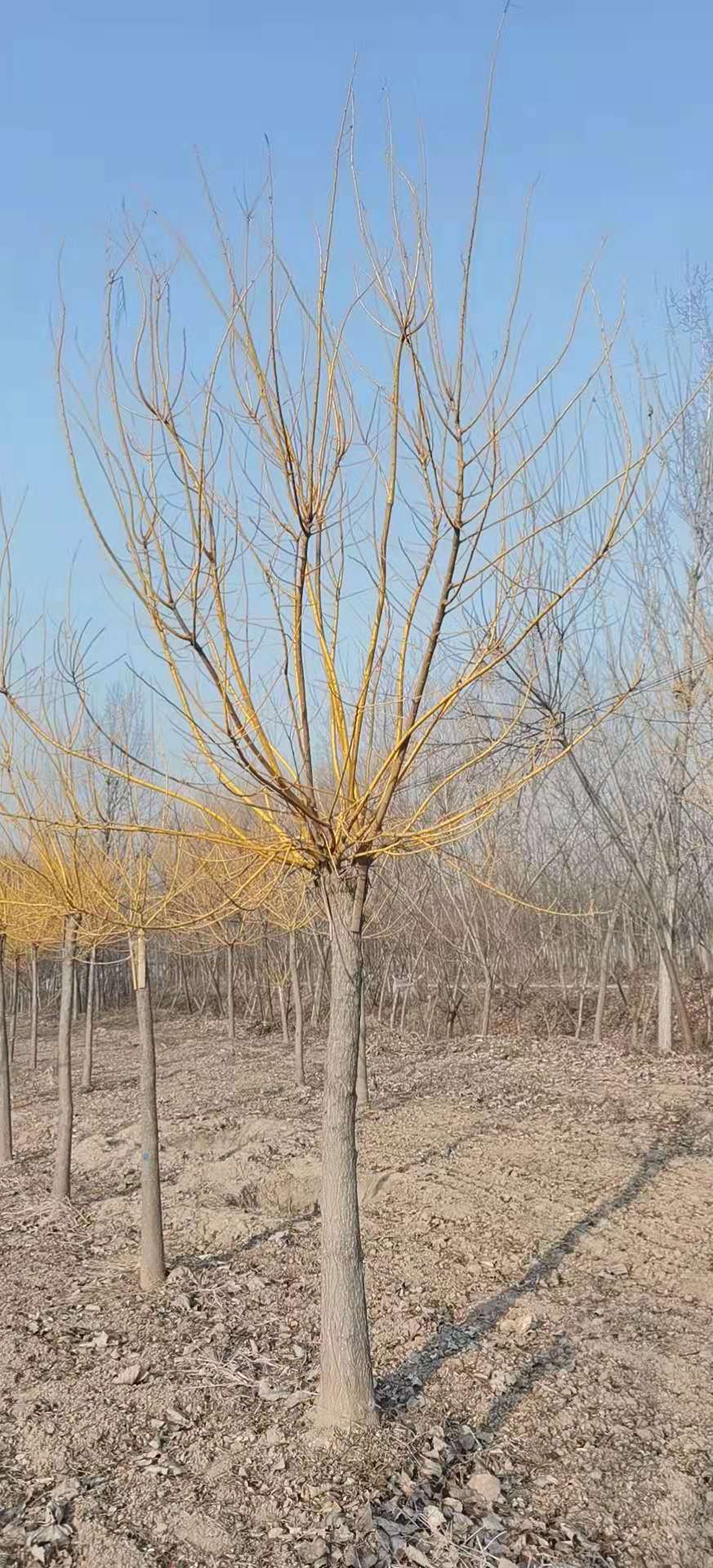 黃金槐大量銷售  黃金槐常年供應(yīng)