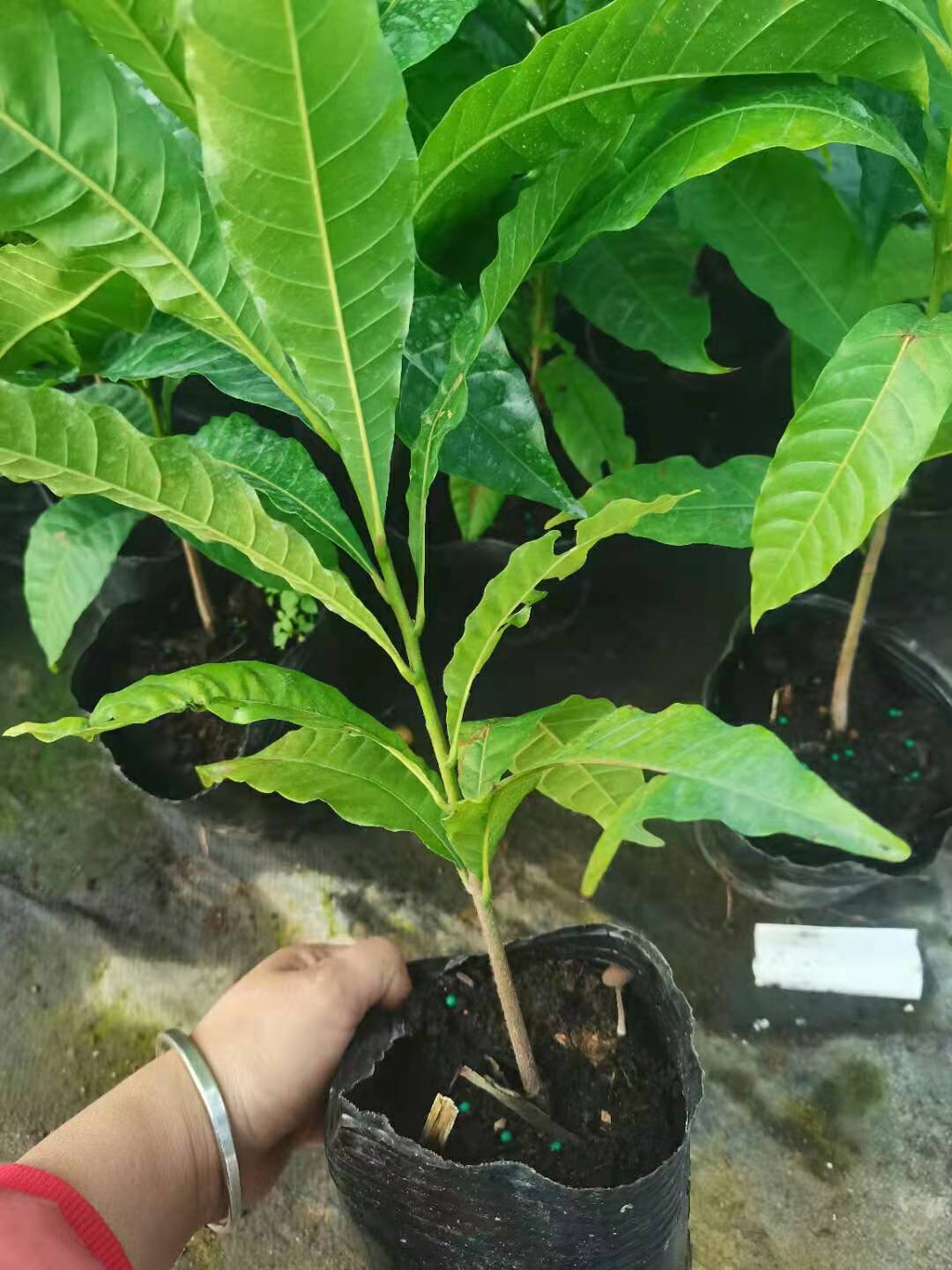 黃晶果種植基地、大量供應(yīng)、銷售【佛山市南海區(qū)綠之藝種植場】