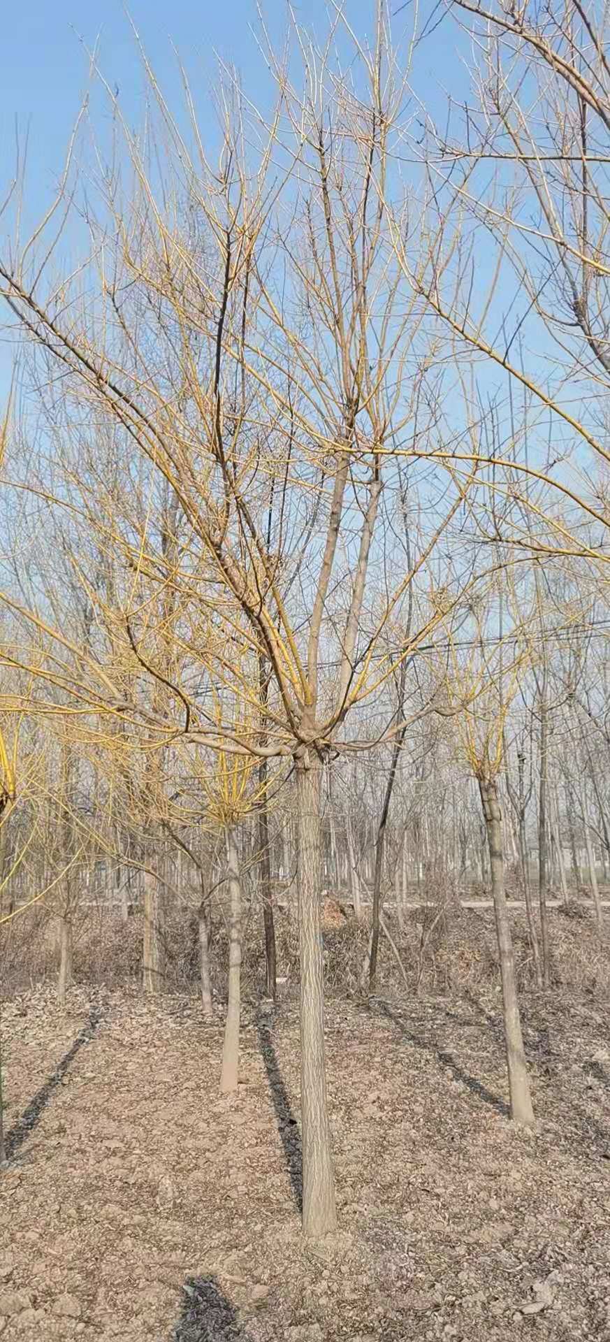 黃金槐大量銷售  黃金槐常年供應(yīng)