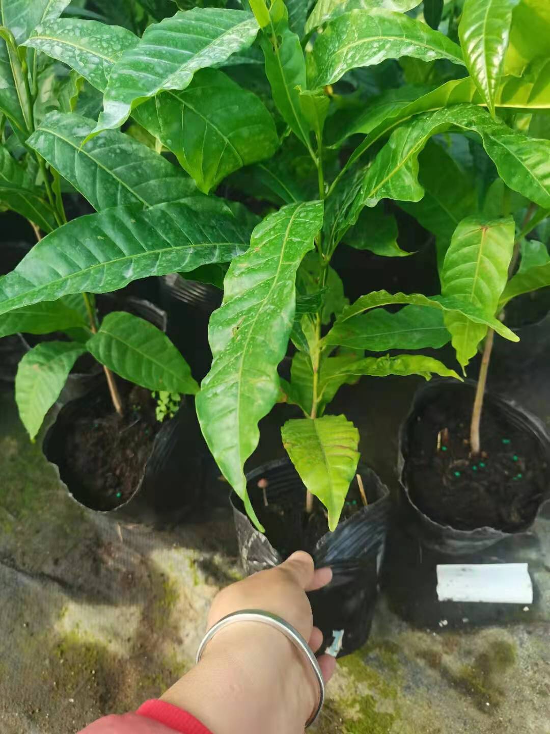 黃晶果種植基地、大量供應(yīng)、銷售【佛山市南海區(qū)綠之藝種植場】