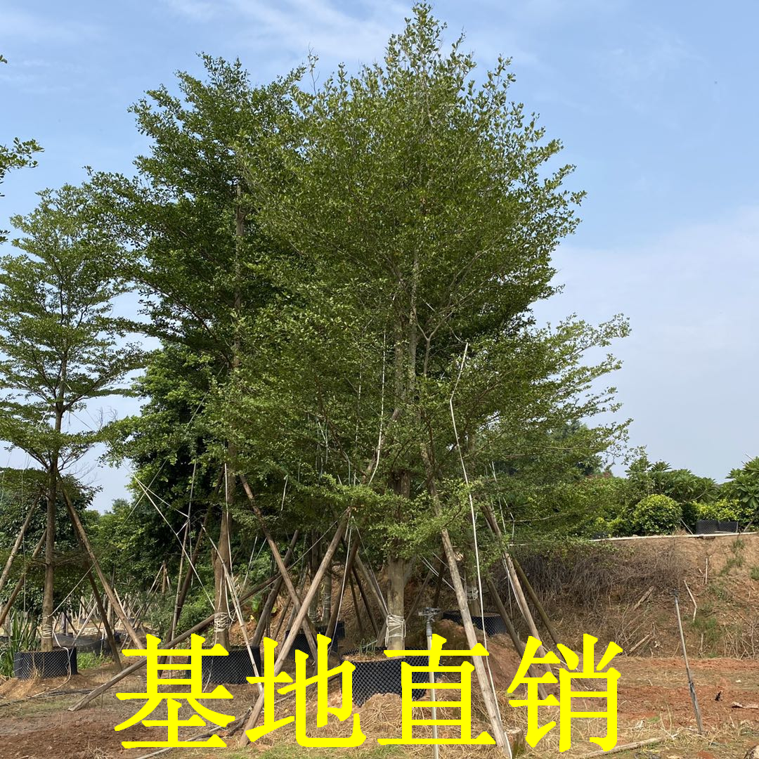 小葉欖仁樹苗價格、福建小葉欖仁樹苗種植