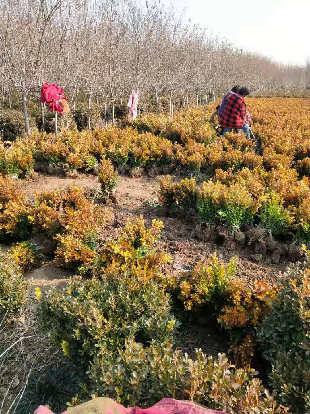 安徽瓜子黃楊電話、種植基地、供貨商【沭陽花木大*有限公司 】