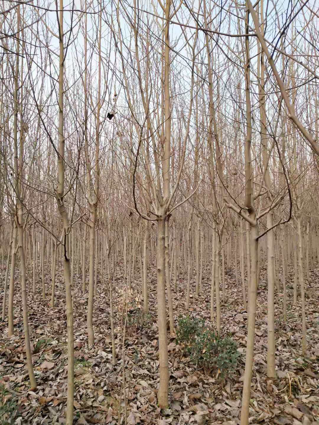 安徽白玉蘭電話、種植基地、供貨商【沭陽花木大*有限公司 】
