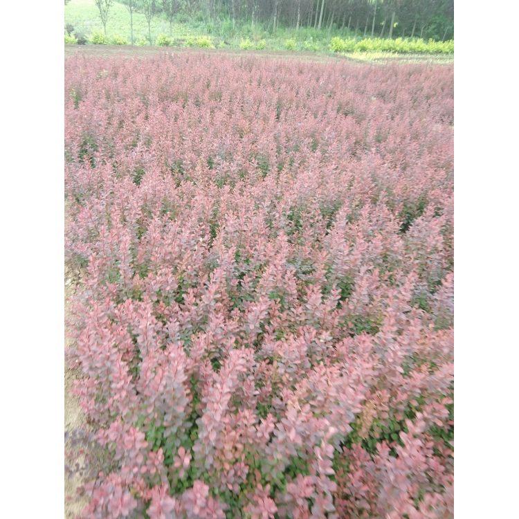 紫葉小檗哪里有  紫葉小檗廠家  紫葉小檗價格