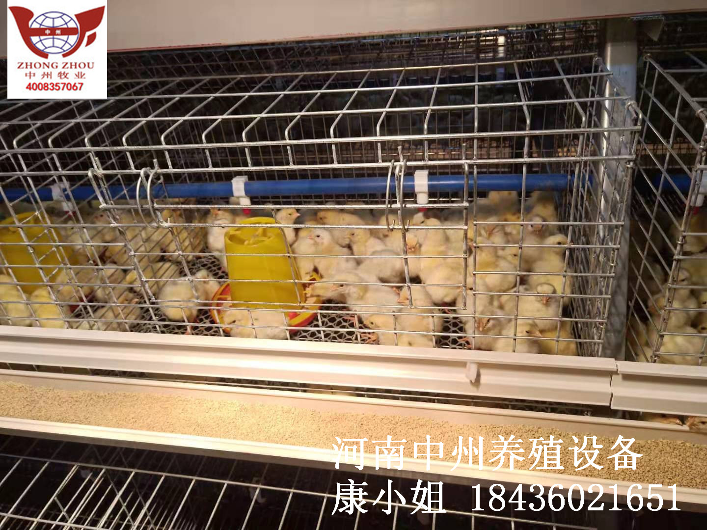 中州牧業(yè)生產(chǎn) 銷(xiāo)售青年雞籠 育雛籠