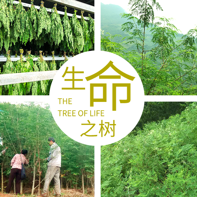 辣木葉粉360
