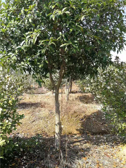 金桂產(chǎn)地*報(bào)價(jià)熱線哪里有賣一棵多少錢