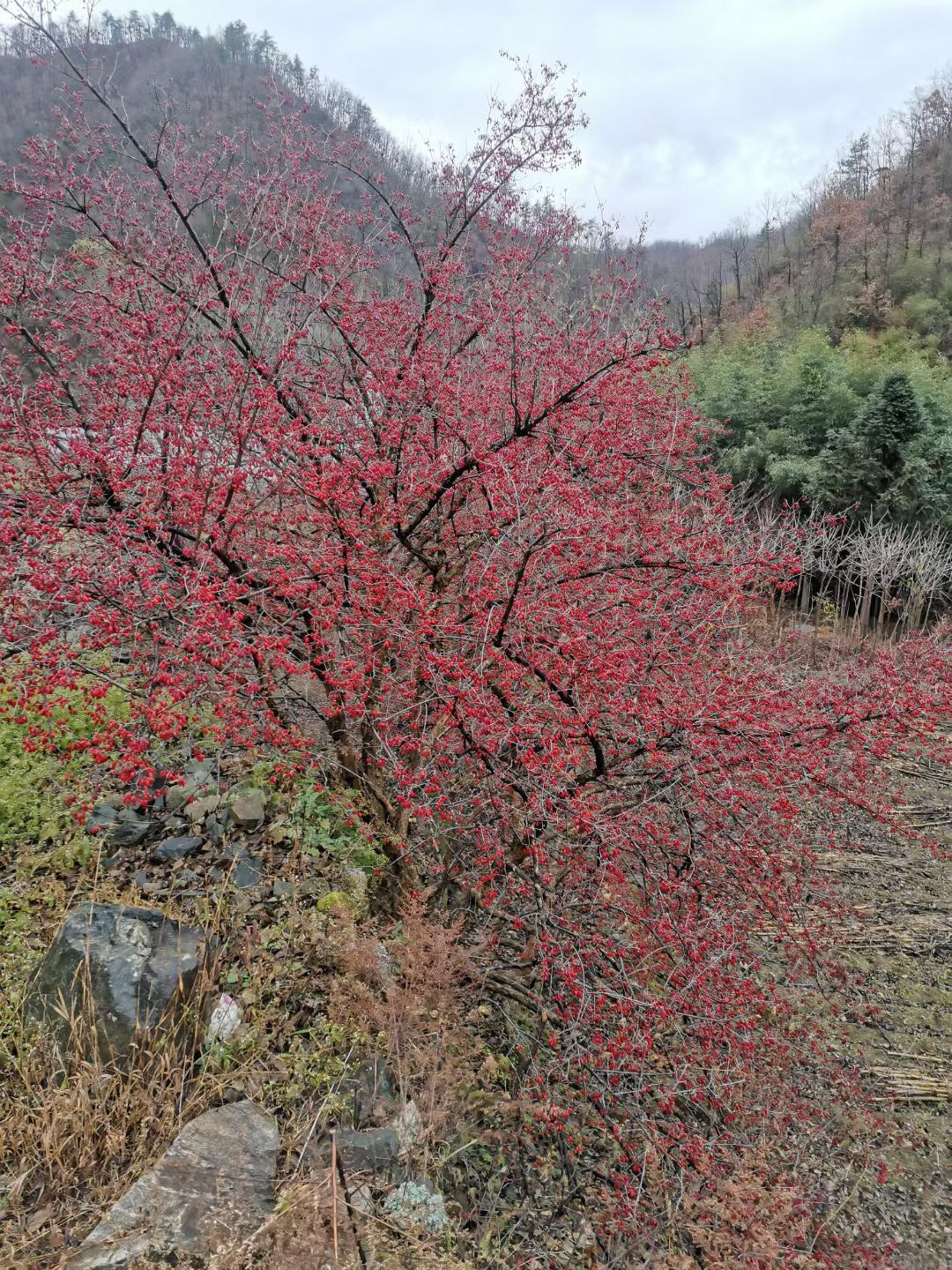 四川山茱萸批發(fā)、多少錢一棵、產(chǎn)地*【西峽縣幸林種苗合作社】