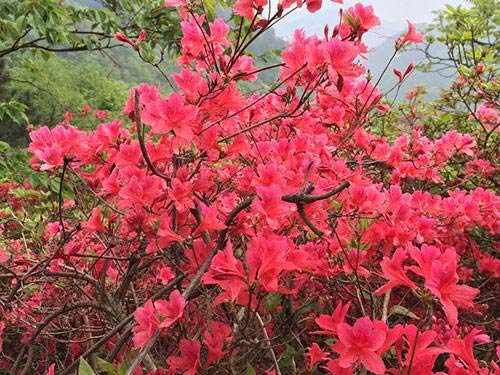 安徽映山紅產(chǎn)地供應(yīng)-映山紅批發(fā)報(bào)價(jià)-映山紅一棵多少錢-映山紅銷售電話