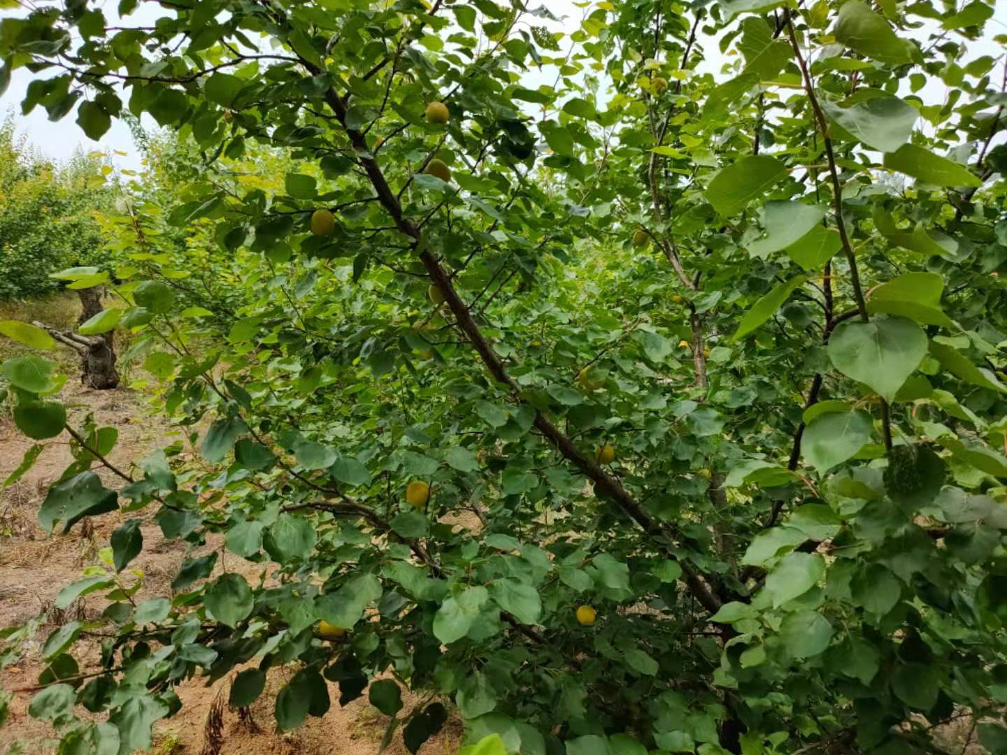 江蘇荷蘭香蜜杏批發(fā)、產地*、銷售、價格【棲霞市牙夼果業(yè)專業(yè)合作社】