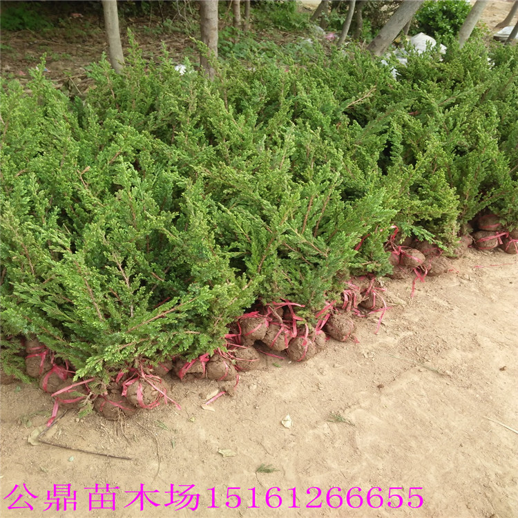 鋪地柏護坡綠化苗20萬棵 公鼎苗木場