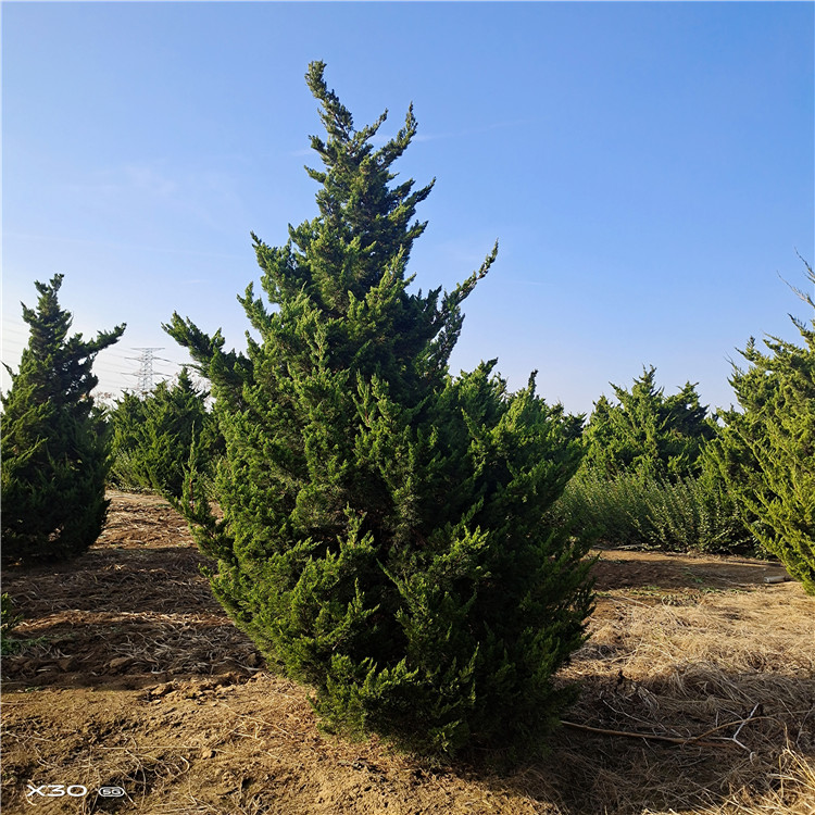 多頭龍柏高度2-5米，冠幅2米公鼎綠化苗木園藝場  多頭龍柏價格