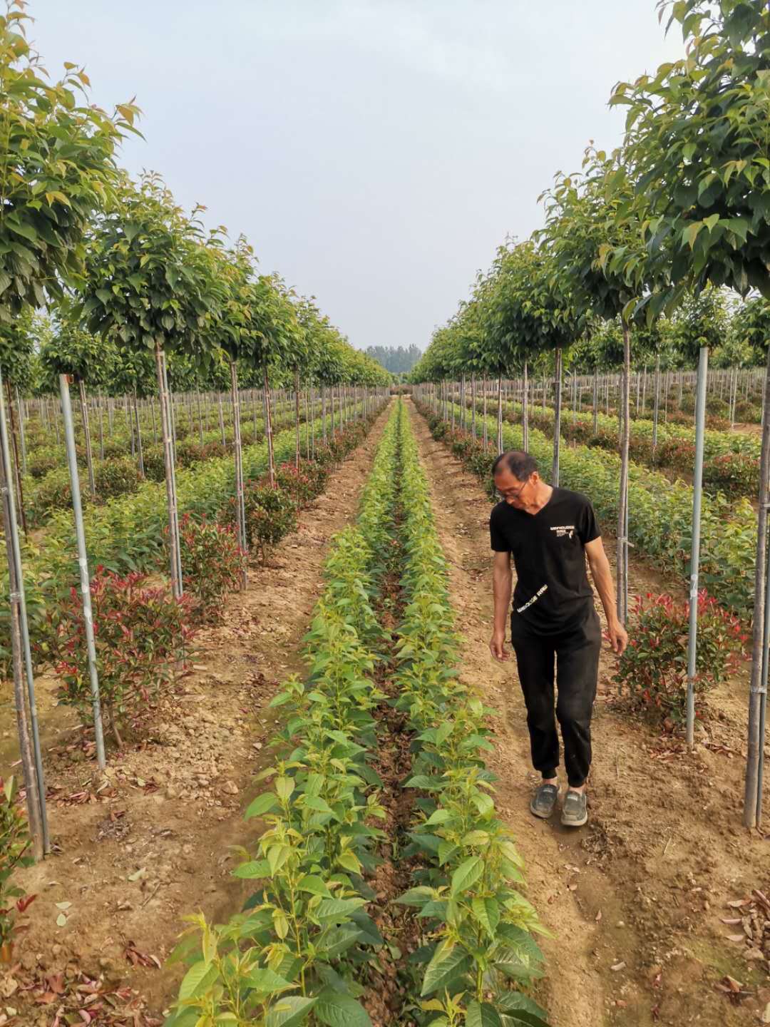 山東青島大型高端櫻花種植基地批發(fā)價格、高端櫻花哪家好